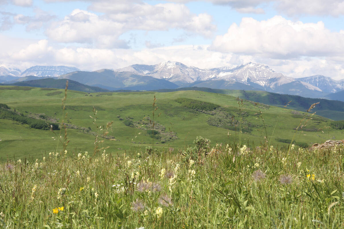 Some native grass in the foreground with a lush green valley behind rising up to the eastern slopes of the snow-capped Rocky Mountains in southwest Alberta.