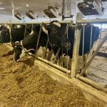 Financial metrics can lead to different dairy decisions