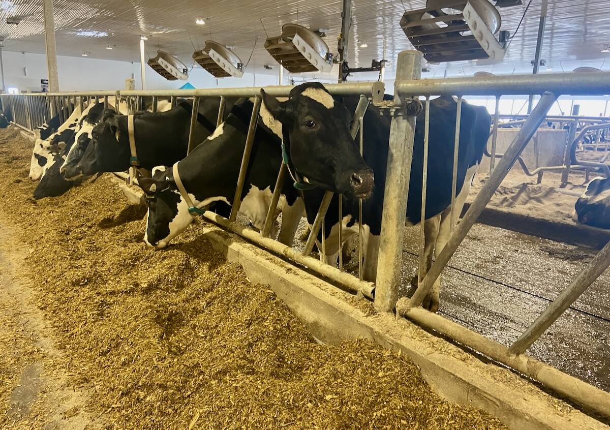 Dairy cows on a Canadian farm eating at a feed bunk. Ventilation fans are shown over top of them.