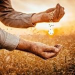 Taking a look inside Canada’s seed regulatory overhaul