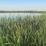 Wetlands seen benefitting both agriculture, environment
