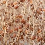 Europe holds promise for Canadian lentils