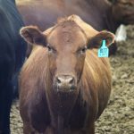 A cow with a tag in its ear in a feedlot pen stares at the camera.