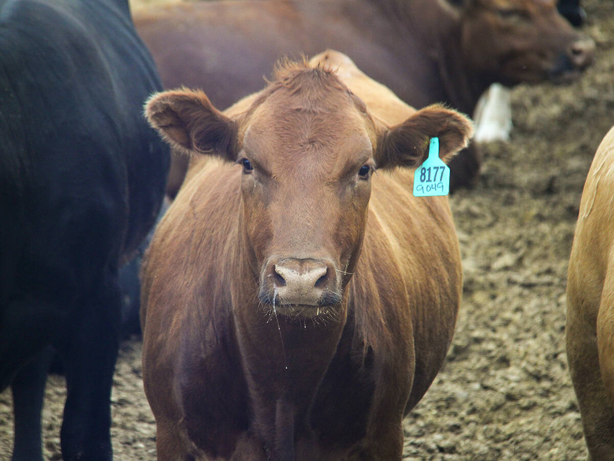 A cow with a tag in its ear in a feedlot pen stares at the camera.