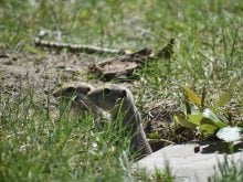 Two Richardson's ground squirrels peer cautiously from their hole next to a rock near Picture Butte, Alberta.