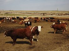 A close-up of the cattle in one large pen at a massive feedlot operation in the summer. Many equally large pens with cattle in them are visible in the background.
