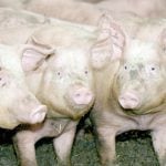 Three pigs in an indoor pen.