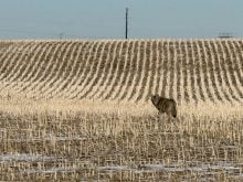 A coyote stops to look back at a passing vehicle from amidst the rows of a harvested field just southwest of Saskatoon, Saskatchewan.