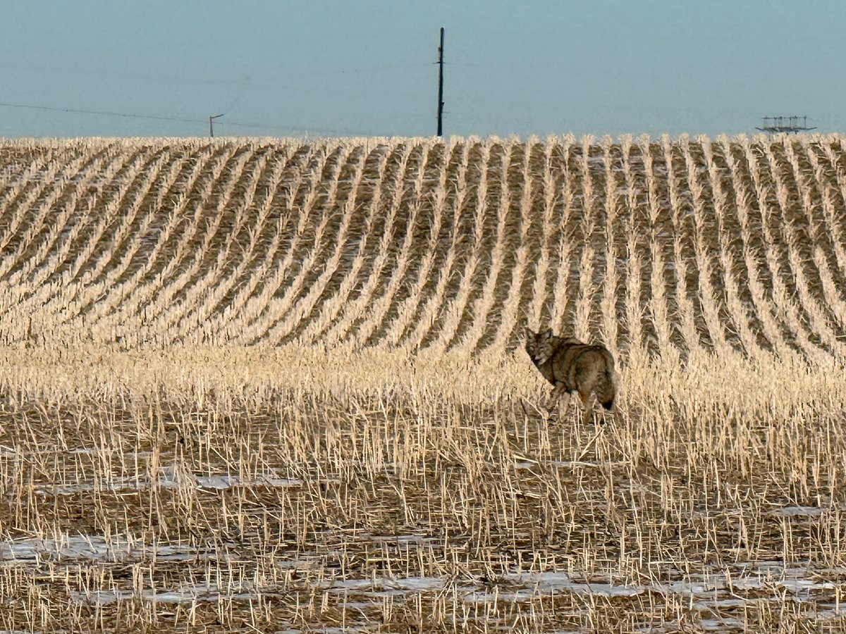A coyote stops to look back at a passing vehicle from amidst the rows of a harvested field just southwest of Saskatoon, Saskatchewan.