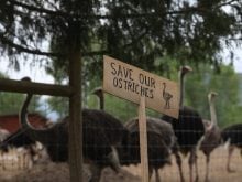 A photo of a hand-drawn, wooden sign that reads, "Save our ostriches," with an ostrich drawn to the right of the words, and ostriches visible in the background behind a wire fence.