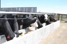 Cattle eat feed from a concrete bunk at the Livestock and Forage Centre of Excellence near Clavet, Saskatchewan.
