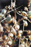 A close-up of chickpeas on a plant.