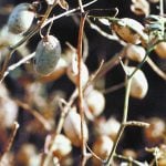 Low-quality chickpeas in abundance this year