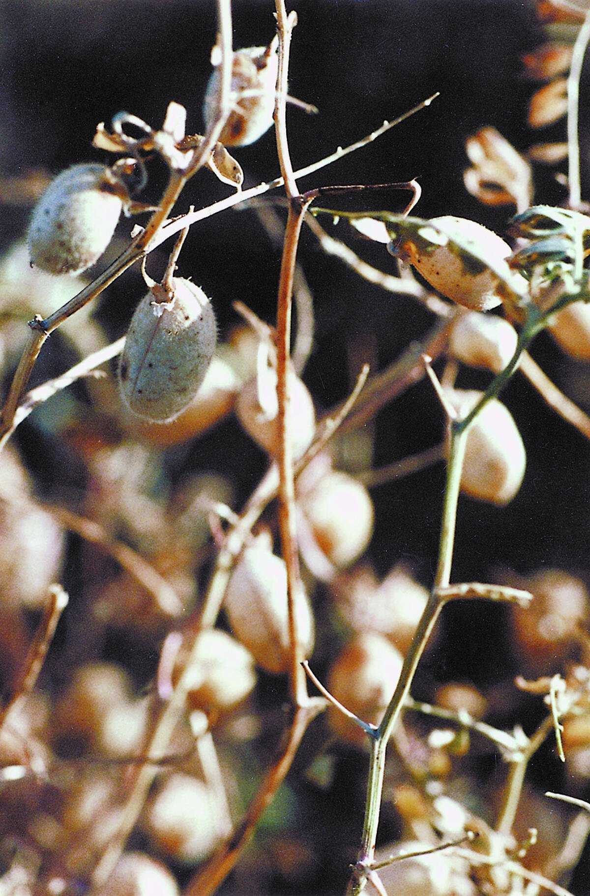 A close-up of chickpeas on a plant.