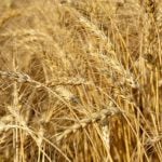 Large wheat supply pressures prices
