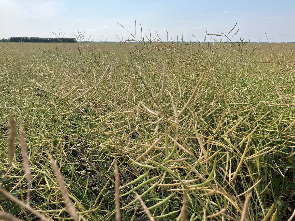 Pods ripen in a canola field near Selkirk, Manitoba in late August, 2024.