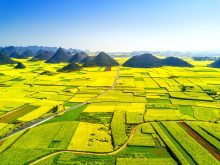 Aerial view of rapeseed fields in Luoping county, Qujing city, southwest of China's Yunnan province, 6 February 2017.
