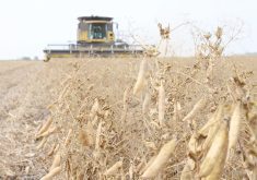 A close up of yellow peas with a combine coming directly toward the camera in the background.