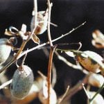A close-up of chickpeas on a plant.