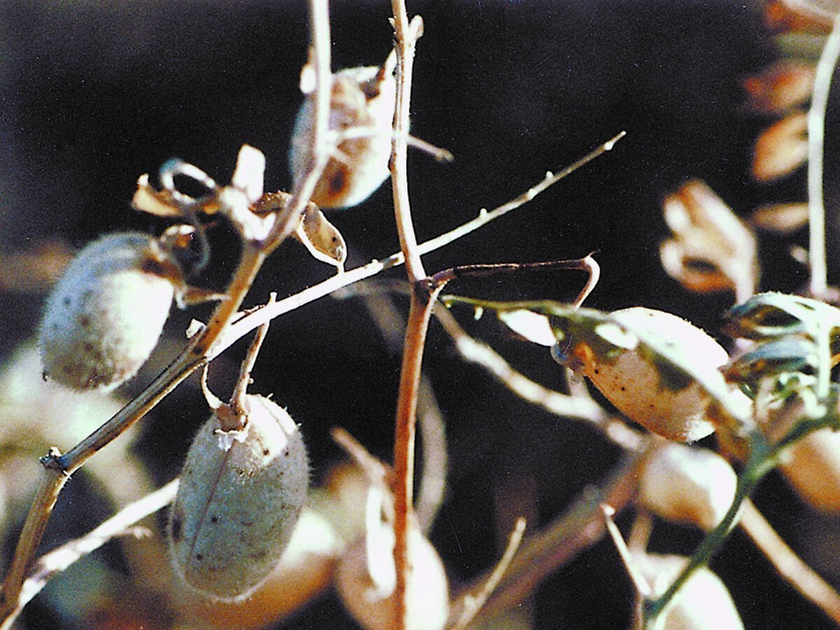 A close-up of chickpeas on a plant.