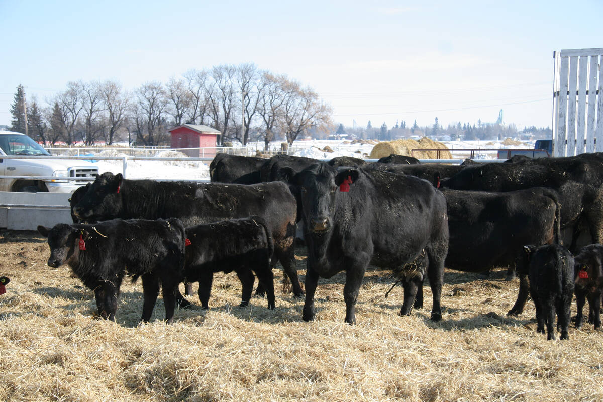 A group of black cattle stand in straw in an outdoor pen at Lakeland College in Vermilion, Alberta.
