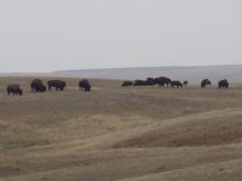Bison graze on a hilltop in Grasslands National Park.