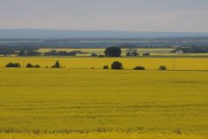 A shot from higher up on a hill of fields of blooming canola for as far as the eye can see.