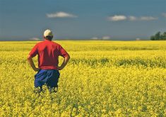 A farmer in a red shirt and ball cap stands, with hands on his hips, in the middle of a brilliant yellow canola field in full bloom.