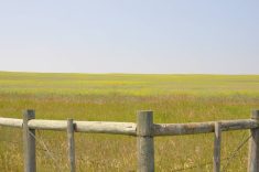 Photo of a ripening canola field with the wooden fence post corner bracing of a barbed-wire fence in the foreground.