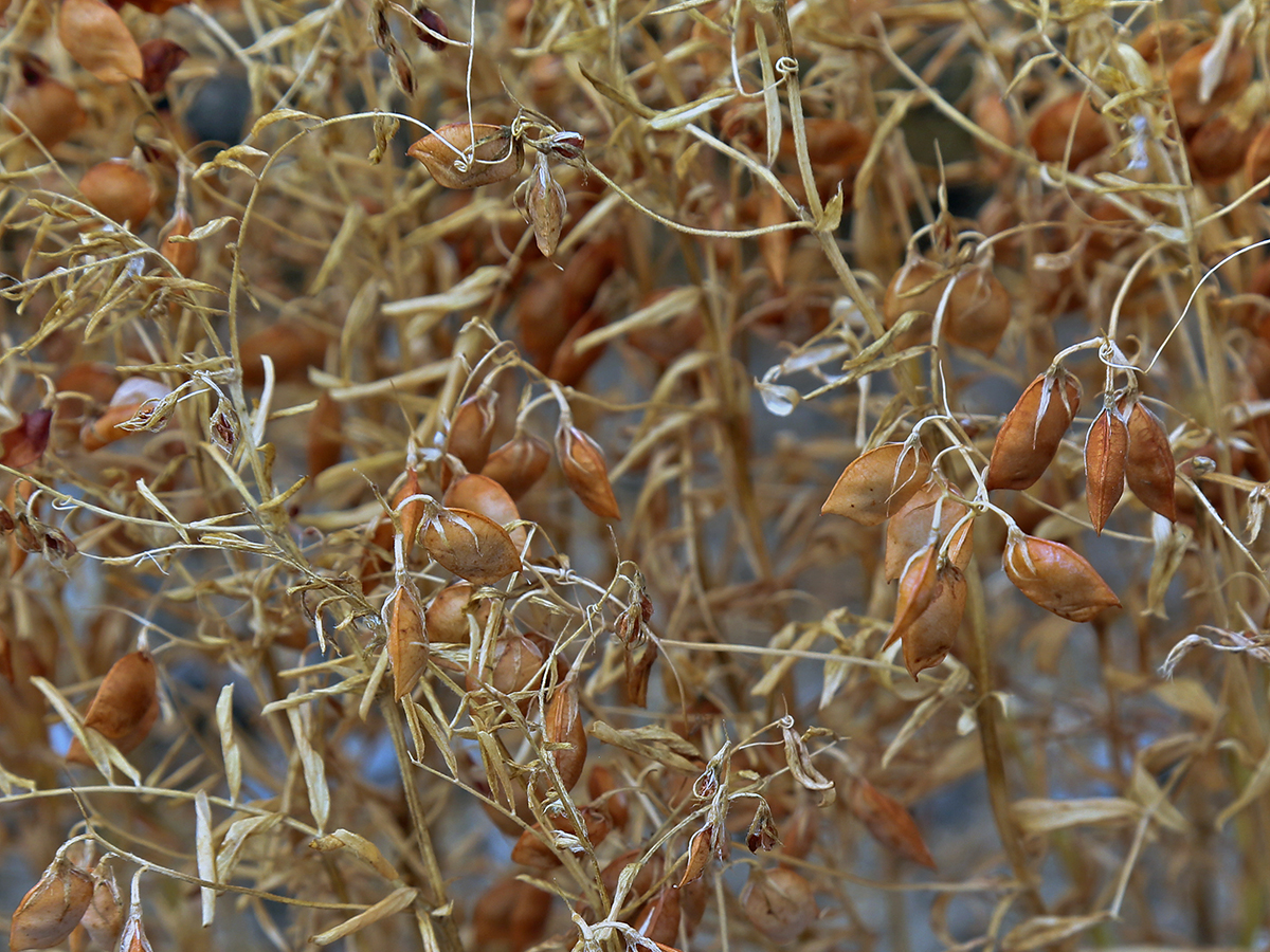 Lentils hang off a plant ready to be harvested.