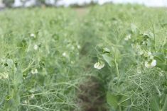 Field peas in flower at a Discovery Farm demonstration plot.