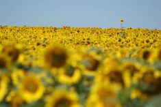 A sunflower field in full bloom.