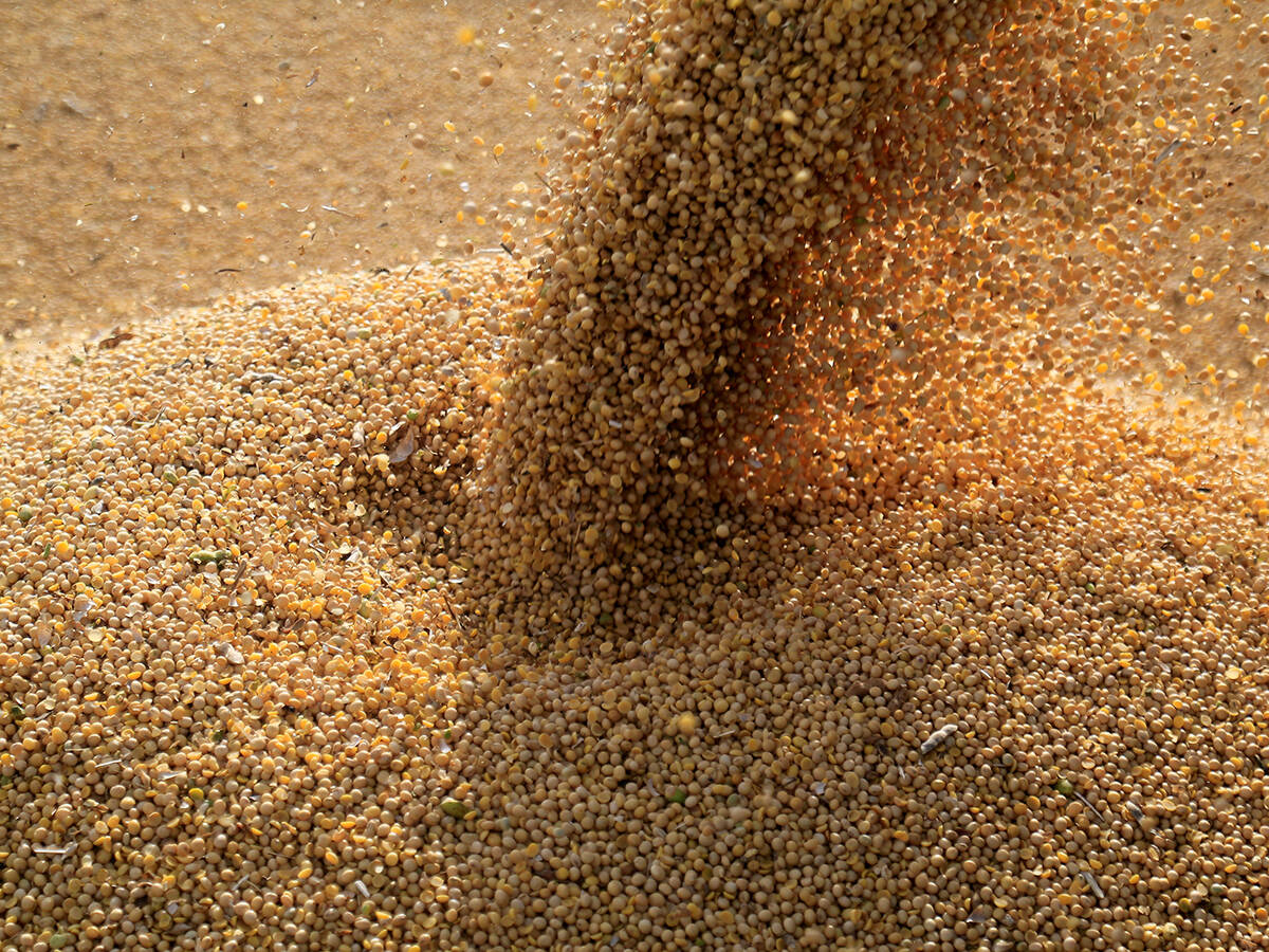 Soybeans are being poured into a large pile.