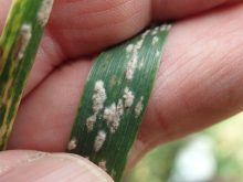 Close-up of a blade of grass in a researchers bare hand showing small, light brown fuzzy patches on the plant, indicative of powdery mildew.