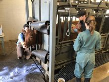 Three veterinarians work around a cow in a squeeze, one vet has his right arm in the cow's body through a fistula installed on the cow's side.