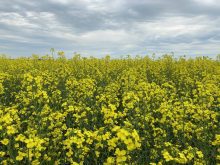 A canola field in full bloom under a mostly-cloudy sky.