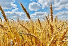 Nearly ripe wheat heads under a late summer day with a few clouds in an otherwise blue sky.