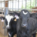 Two cows stand in an alleyway under a barn with a roof but sides open to the outdoors.