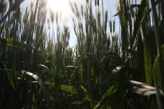 A ground level photo of the stalks of durum wheat plants rising upward.