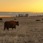 Cattle grazing in a pasture with the sun setting in the distance just outside the frame.