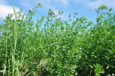 An alfalfa stand blooms in central Manitoba.