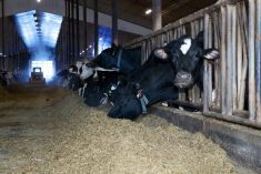 Dairy cattle stick their heads through the bars on their pens to eat their rations from a pile in the alleyway.