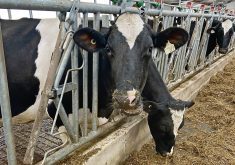 Dairy cattle stick their heads through the bars on their pen to feed.