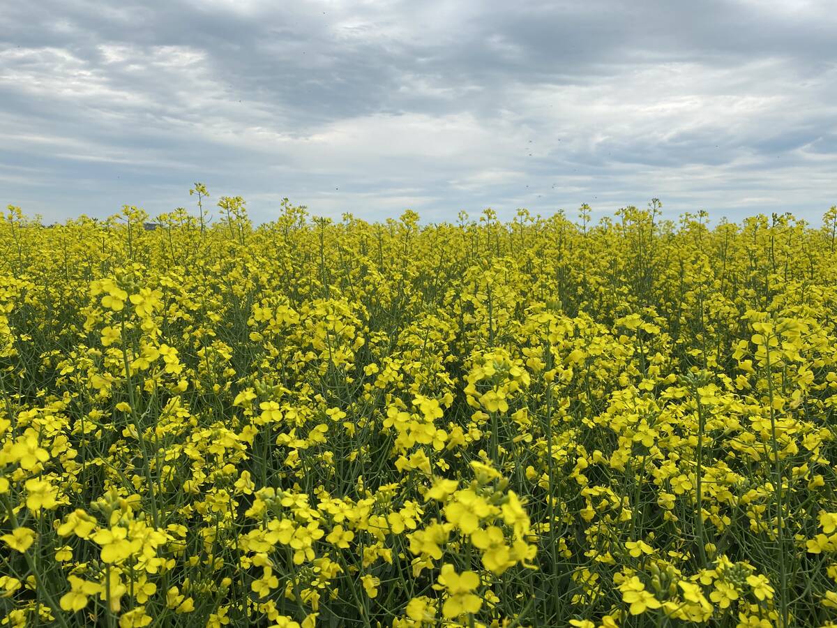 A canola field in full bloom under a cloudy sky.