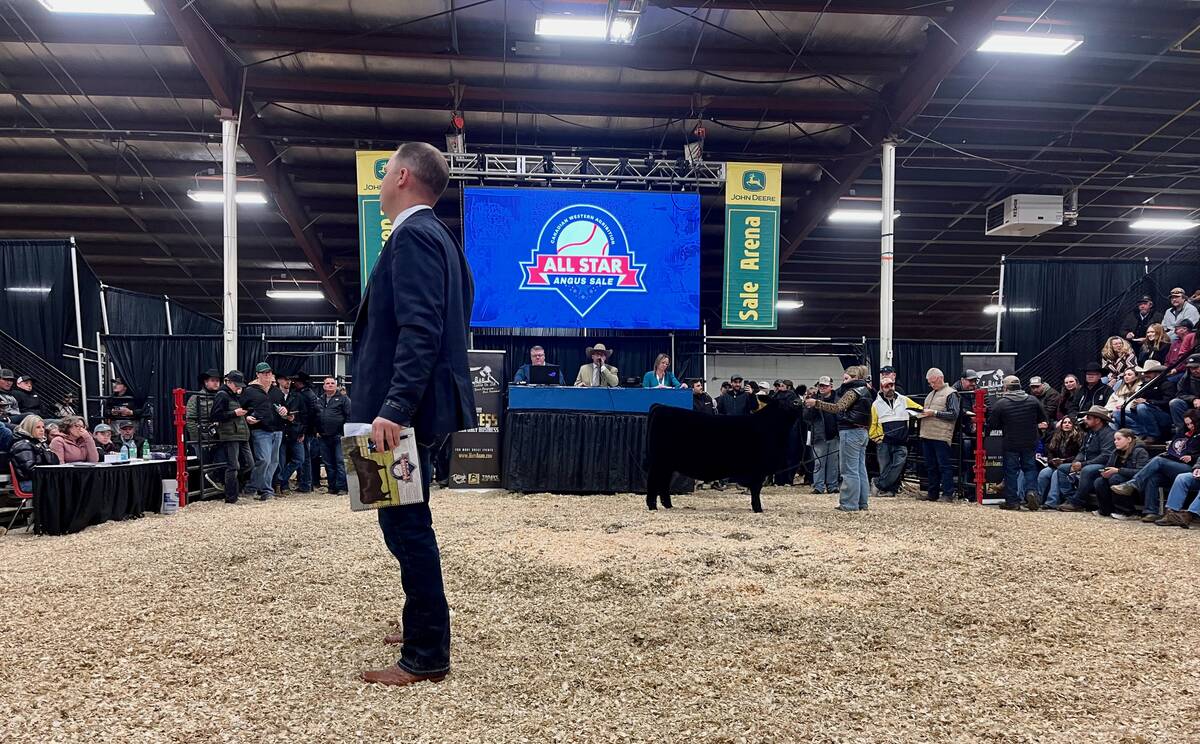 Black Angus heifer calf tops ’25 sales at Canadian Western Agribition