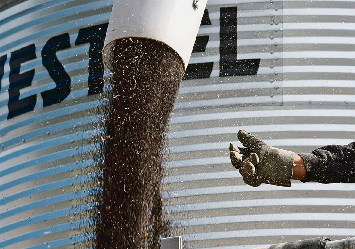 Tight photo of the spout of an auger with canola seed flowing out of it. A man's gloved hand can be seen, probably in communication with the auger operator below.