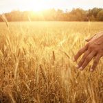 A person's hand runs through the heads of a wheat crop with the sun setting in the background.