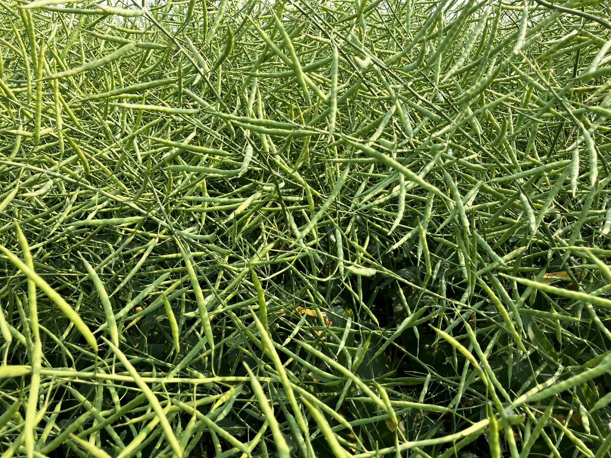 Green canola pods in a field near Fannystelle, Manitoba, on July 29, 2025.