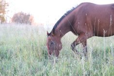 A horse grazes in a lush pasture, the orange leaves of trees are visible in the background.