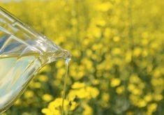 canola oil in a glass jug with canola field in the background